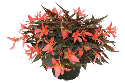 Begonia SUMMERWINGS Dark Coral Elegance 